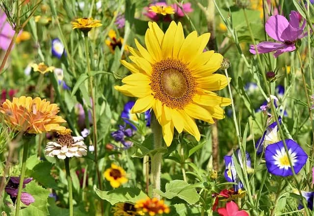 Les systèmes d'irrigation pour jardins urbains : guide complet