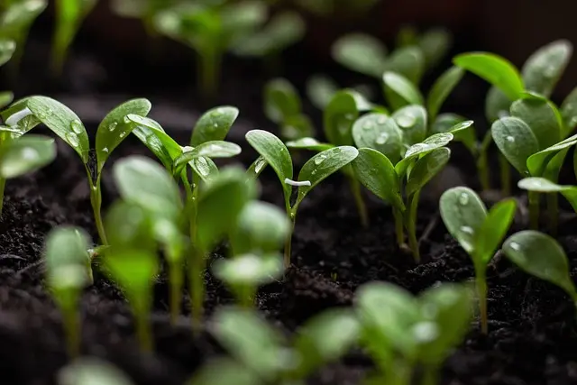 Irrigation et durabilité : les meilleures pratiques à adopter