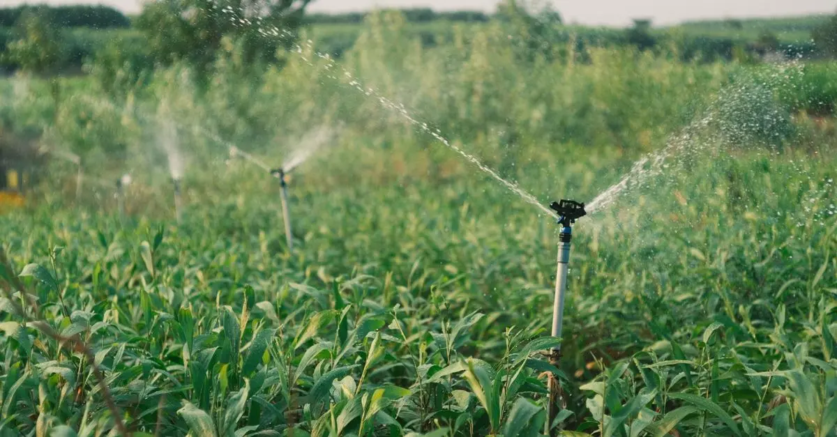 Systèmes d'irrigation verticales : comment ça marche ?