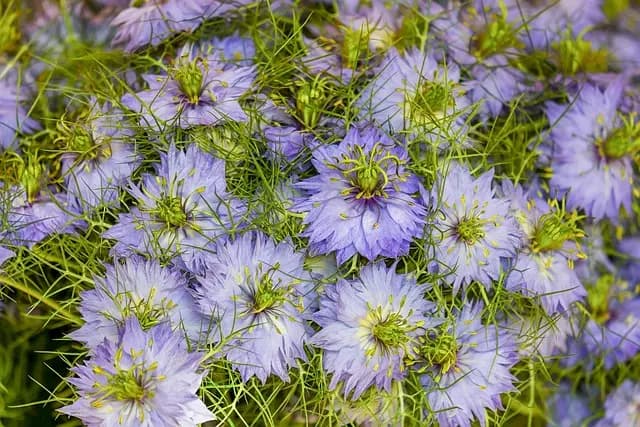 Comment choisir un système d'irrigation pour votre jardin