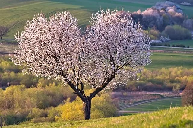 Les avantages de l'irrigation automatisée pour votre jardin