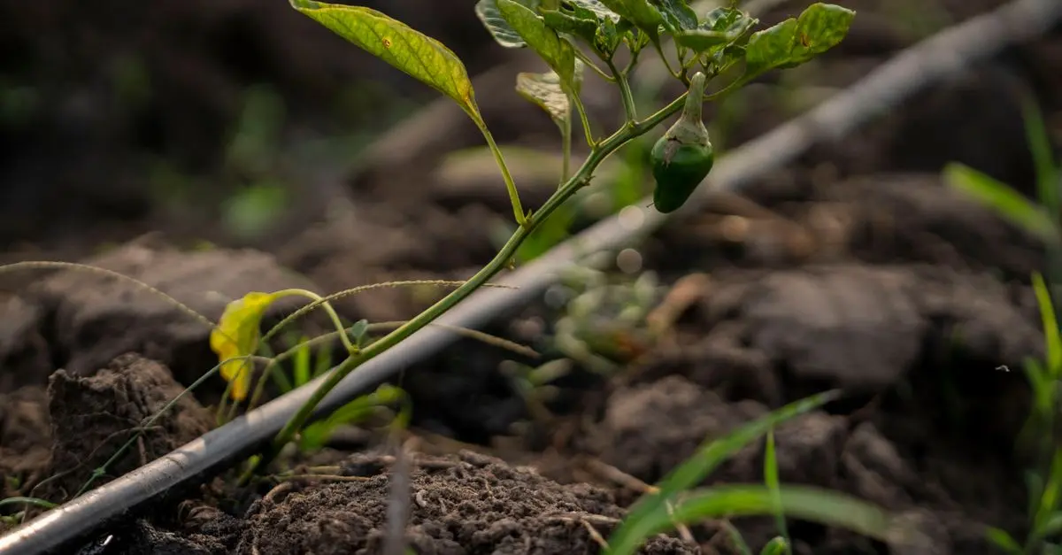 L'efficacité des systèmes d'irrigation goutte-à-goutte testée