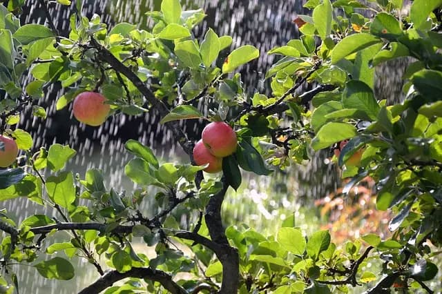Les 10 erreurs à éviter lors de l'achat d'un système d'irrigation