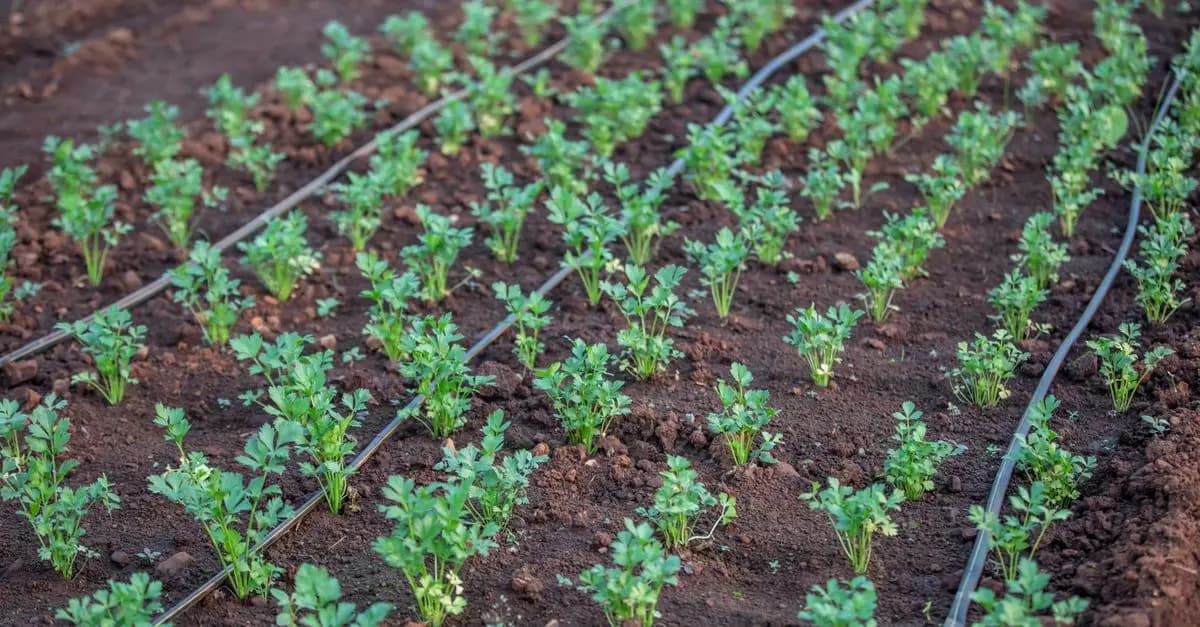 Les meilleures techniques pour un système d'irrigation efficace