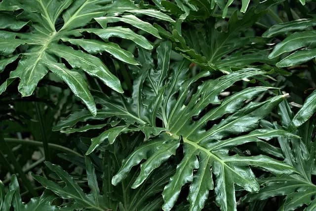 Avantages des systèmes d'irrigation automatisés pour votre jardin