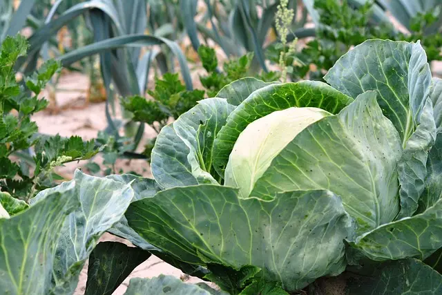 Les avantages d'un système d'irrigation automatisé pour votre jardin