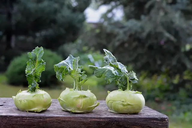 Les meilleures techniques pour un système d'irrigation durable