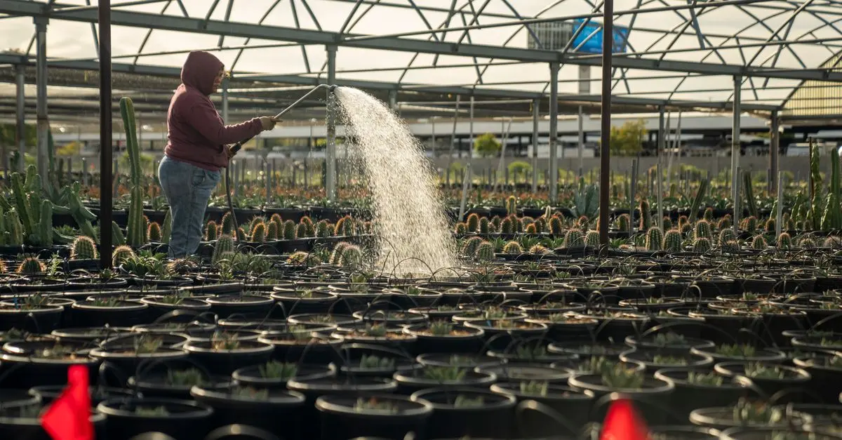 Comparaison des systèmes d'irrigation pour serres