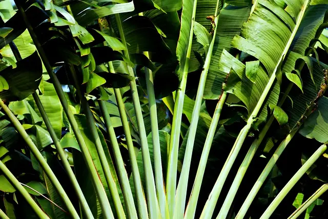 Les avantages d'un système d'irrigation automatique pour votre jardin