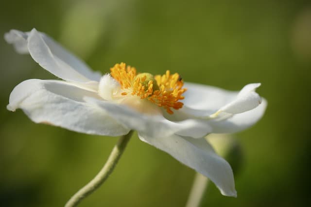 Comment choisir le système d'irrigation idéal pour votre jardin