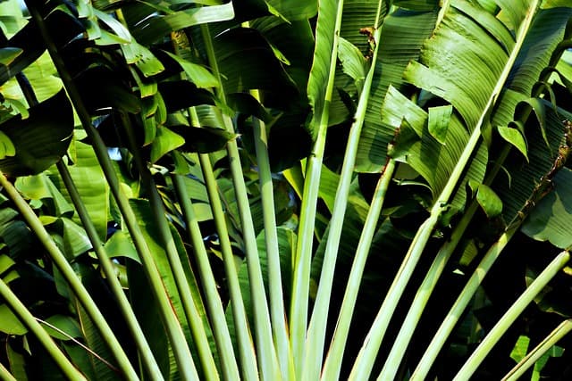 Choisir le meilleur système d'irrigation pour votre jardin