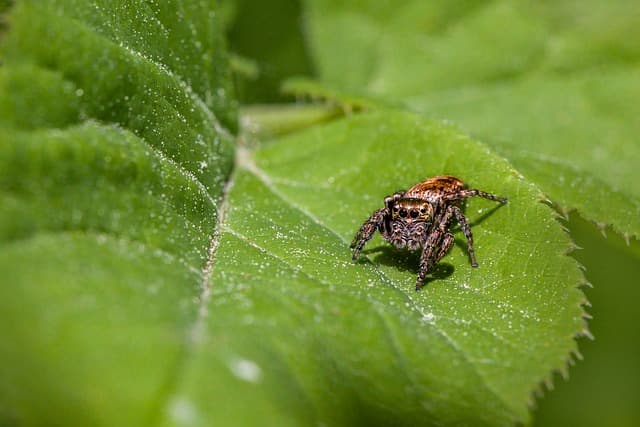 Comparatif des systèmes d'irrigation : lequel choisir pour votre jardin ?