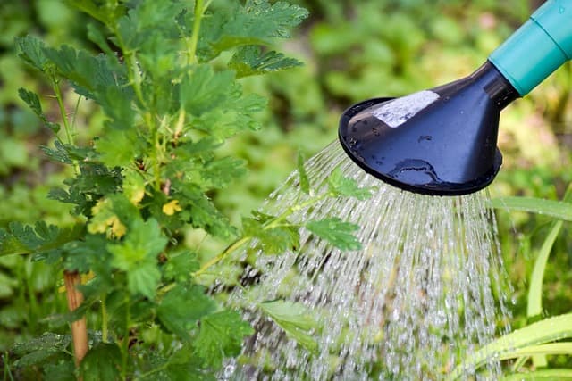 Les avantages d'un système d'irrigation automatique pour votre jardin