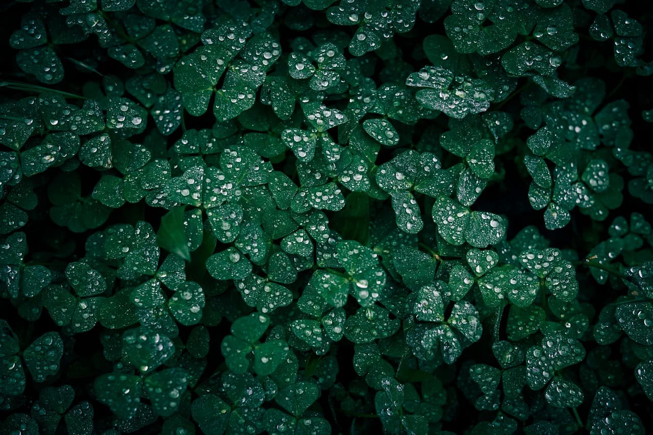 Les secrets pour un système d'irrigation performant