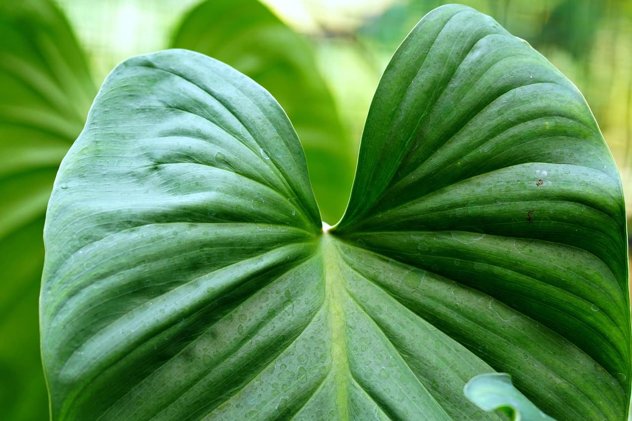 Comment intégrer un système d'irrigation économe en eau dans votre jardin