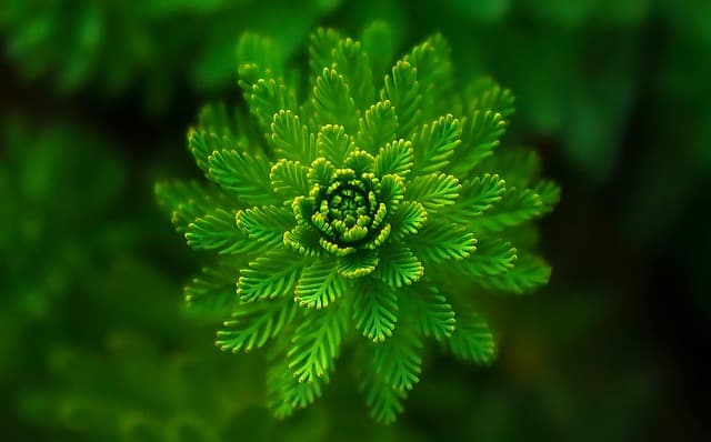 Comment choisir le meilleur système d'irrigation pour votre jardin